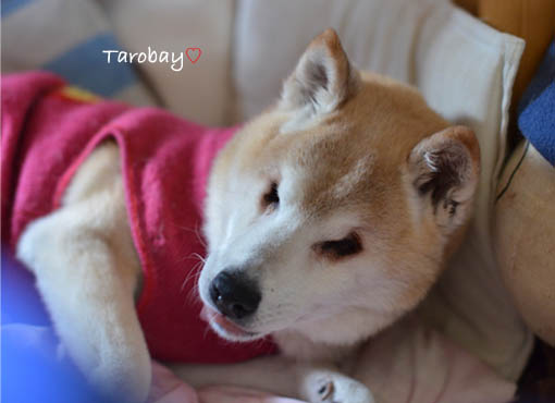 30日ブログ8.jpg