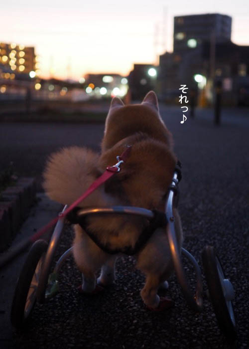 30日ブログ３