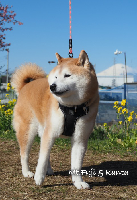 27日夕ブログ３