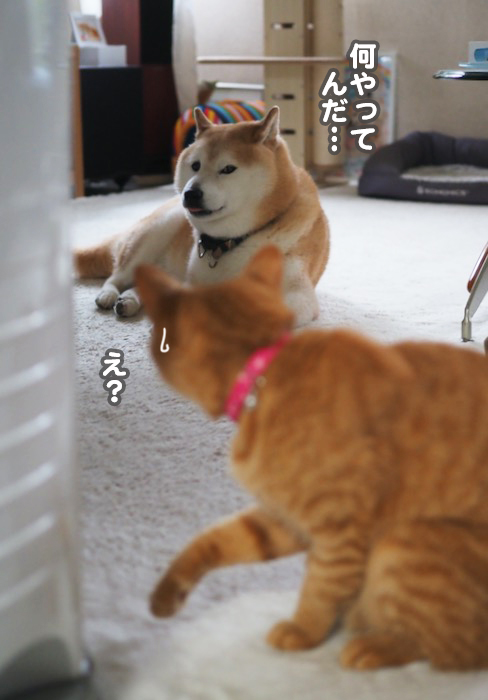 31日夕ブログ9