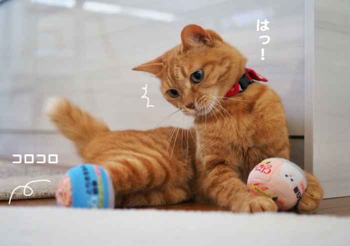8日夕ブログ５