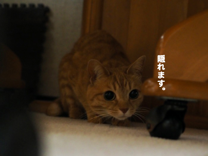 21日夕ブログ３