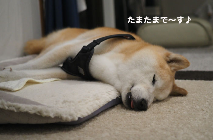 26日夕ブログ5