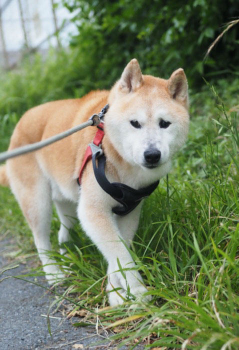 4日夕ブログ３