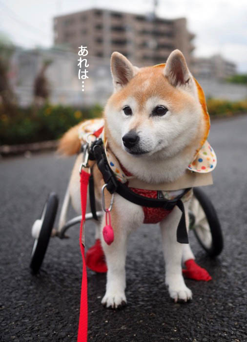17日夕ブログ３