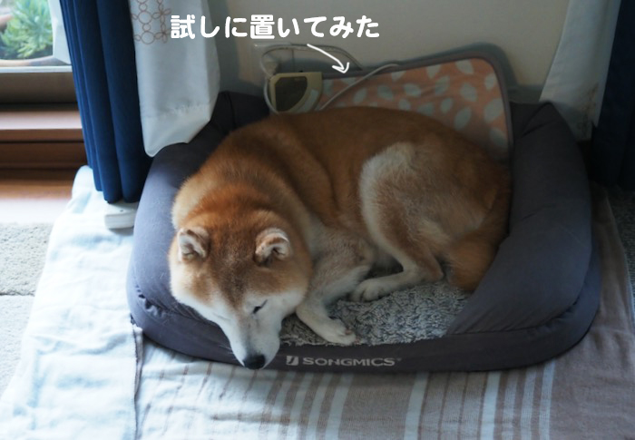 21日夕ブログ３