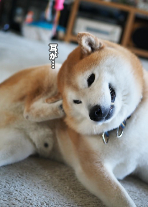 9日夕ブログ３