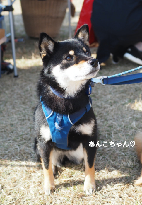 11日夕ブログ１０