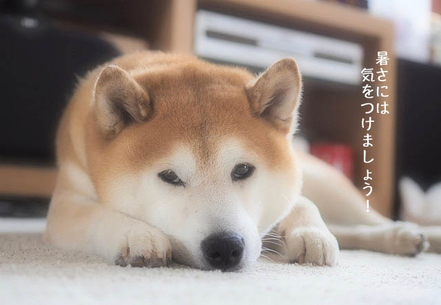 15日ブログ2