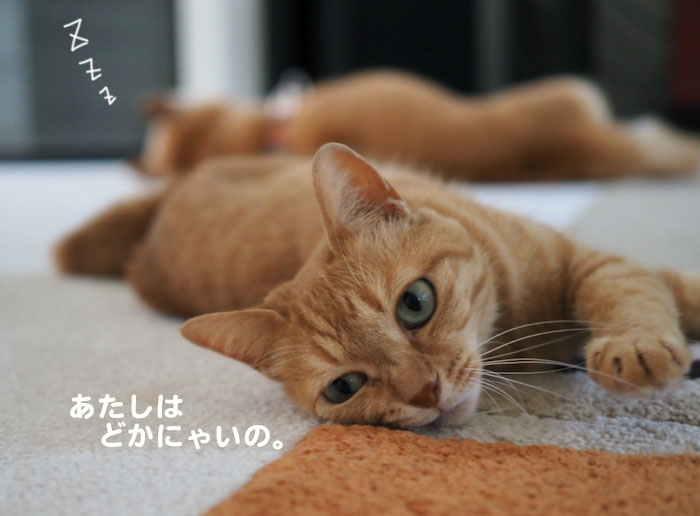 12日夕ブログ2