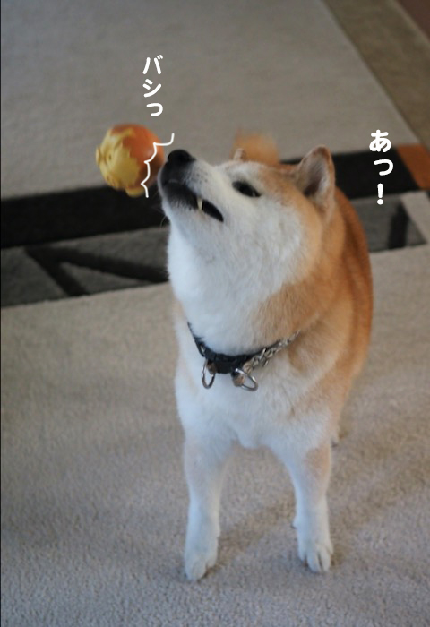 19日夕ブログ４