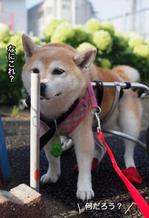 11日夕ブログ2