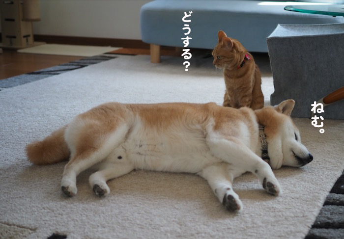 25日夕ブログ5