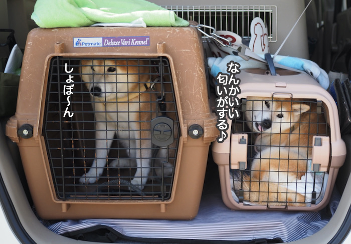 9日夕ブログ９