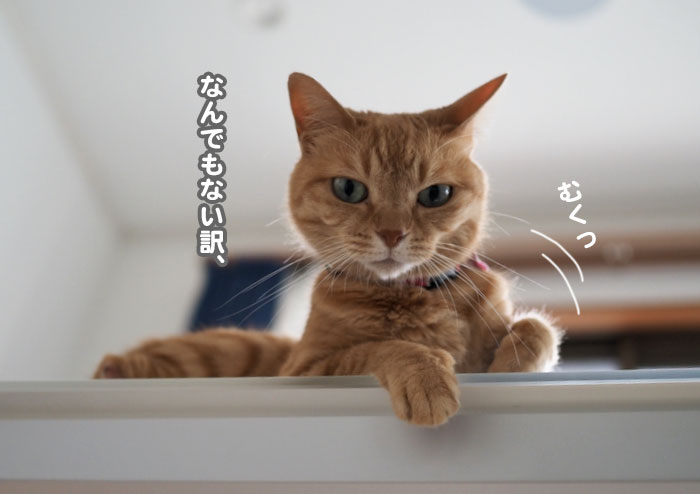 19日の夕ブログ５