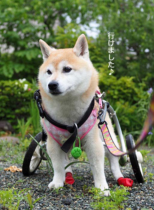 13日夜ブログ３