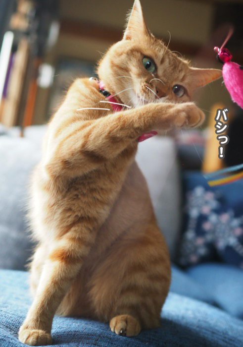 25日夕ブログ９