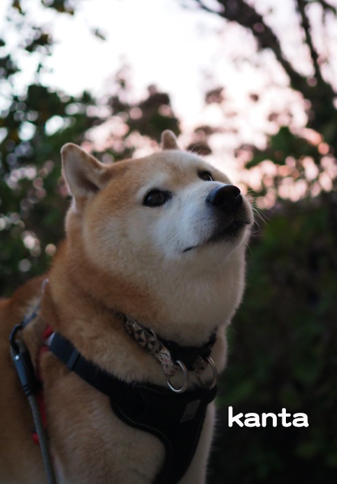 22日夕ブログ５