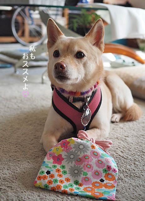 20日夜ブログ9