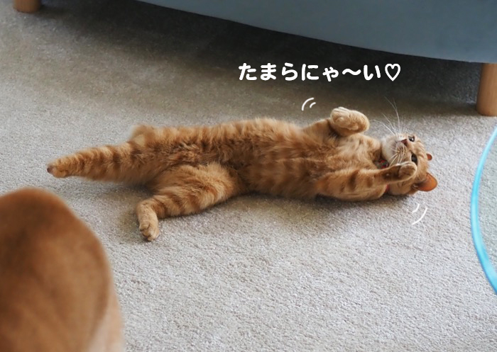 13日夕ブログ６jpg