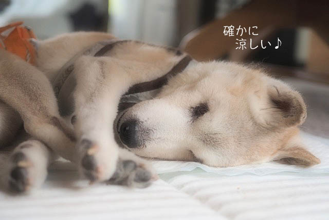 19日ブログ７