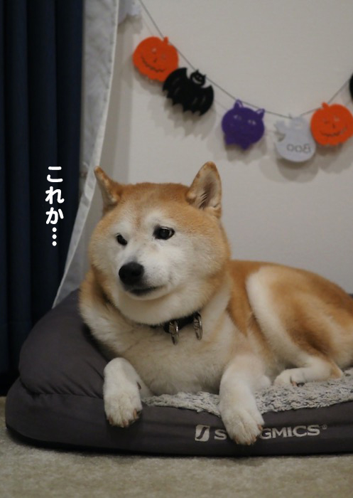 30日夕ブログ３