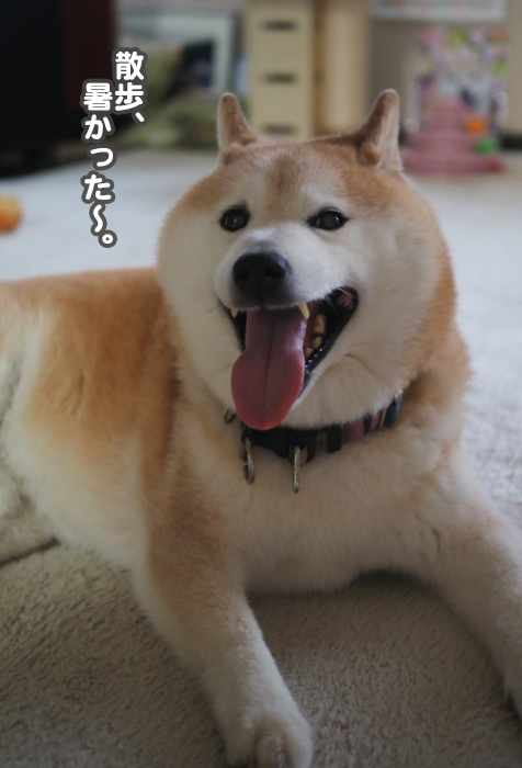 12日夕ブログ５