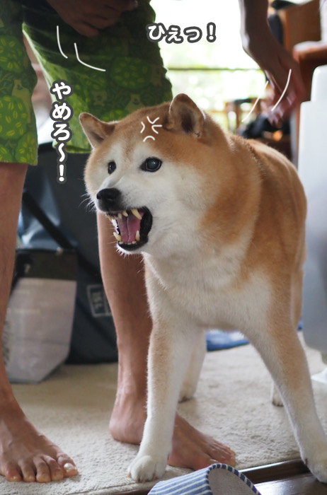 6日夕ブログ１２