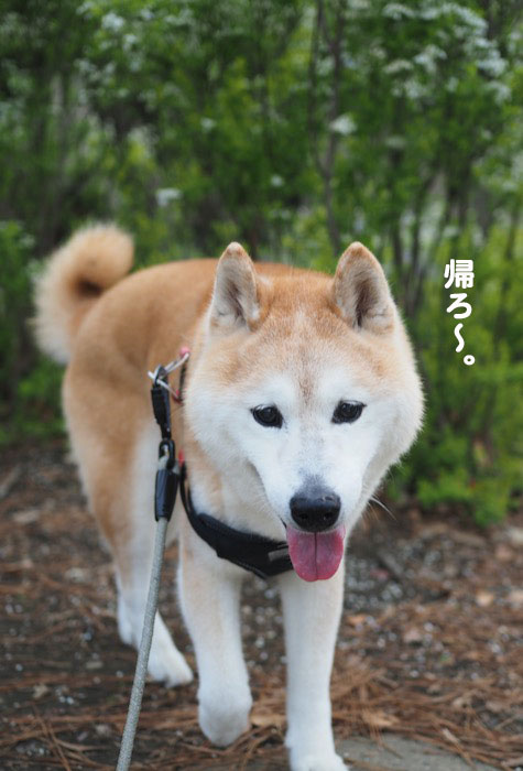 9日夕ブログ３