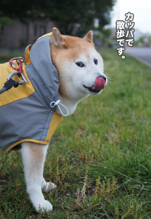 13日夕ブログ８
