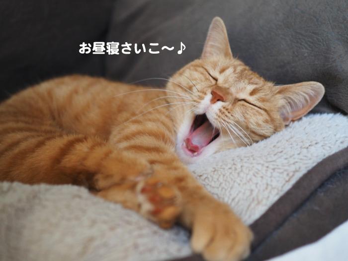 4日夕ブログ５
