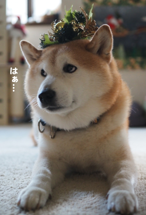 6日夕ブログ６