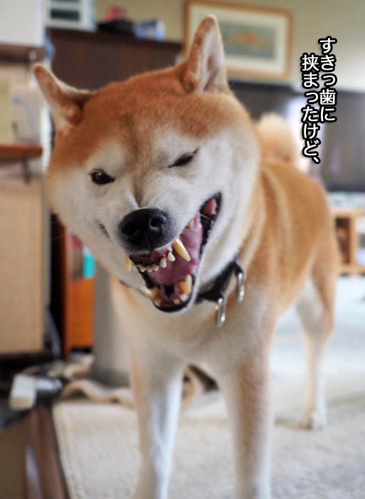 16日夕ブログ１１