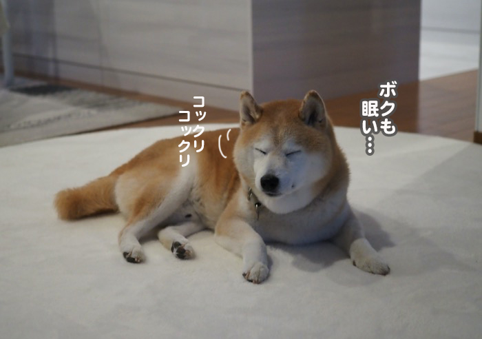 12日夕ブログ１６