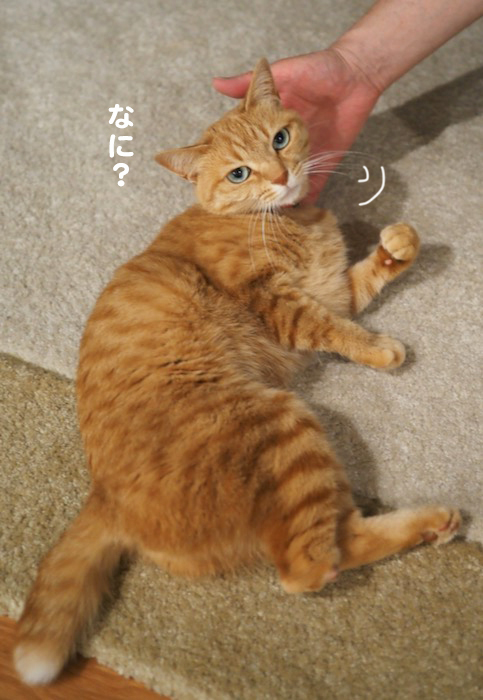 17日夕ブログ3