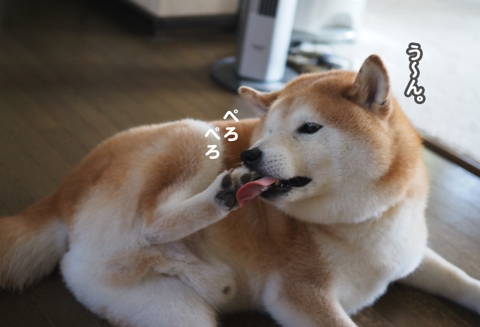 30日ブログ７