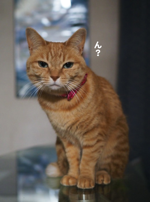 20日夕ブログ６