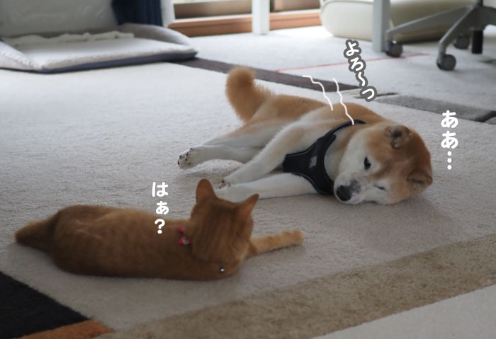 4日夕ブログ１１