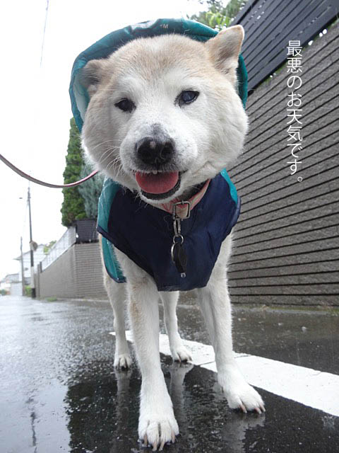 21日用雨ブログ３