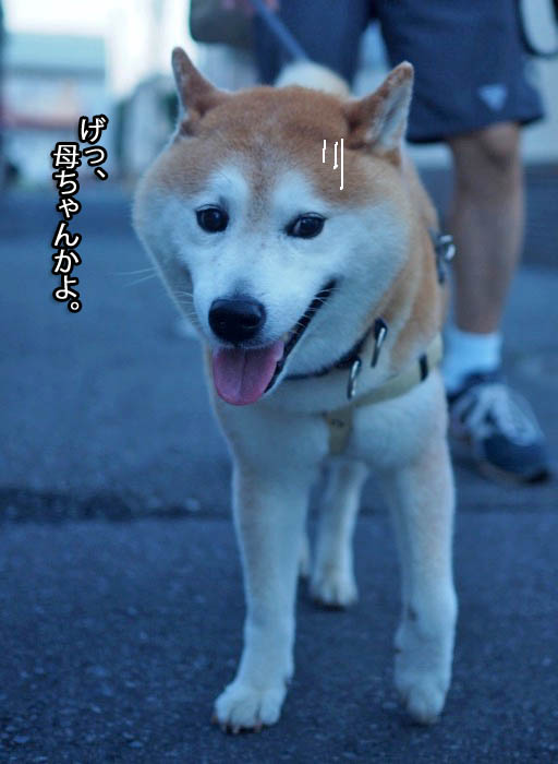 29日夕ブログ２