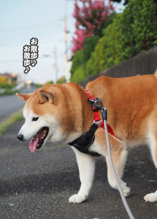 17日夕ブログ２