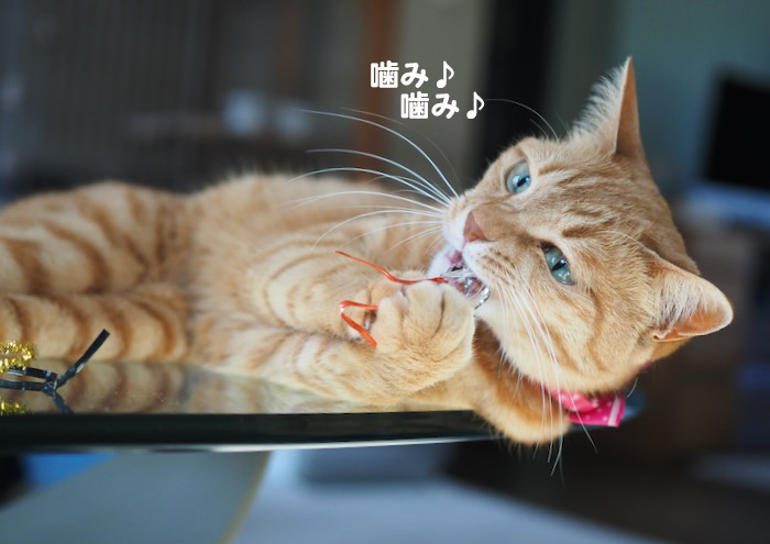 4日夕ブログ３