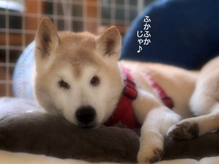 18日夕ブログ６