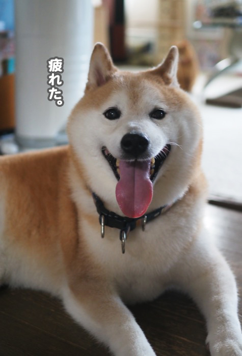 27日夕ブログ１０
