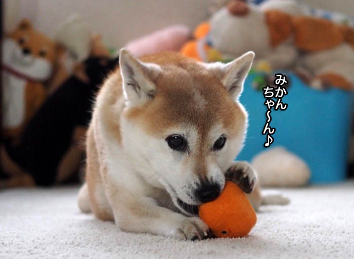 31日午後ブログ７