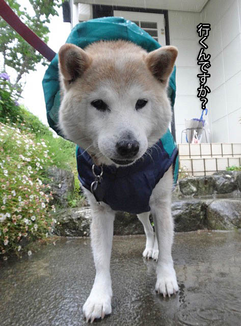 21日用雨ブログ2