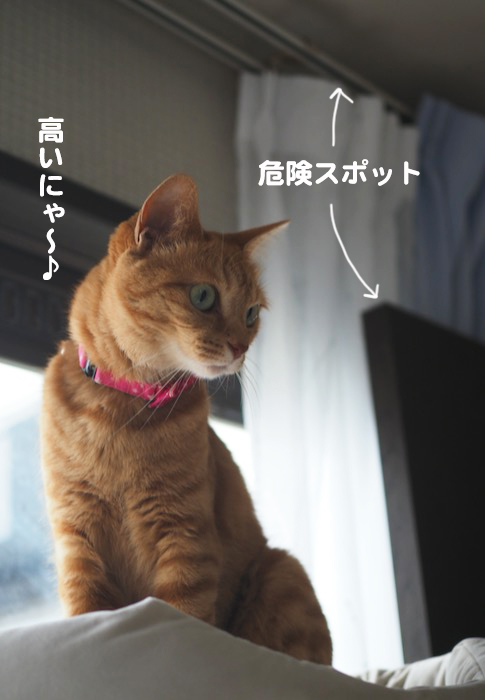 29日夕ブログ8