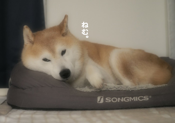 20日夕ブログ３