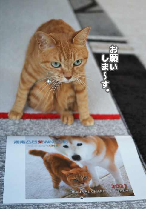 17日夕ブログ９