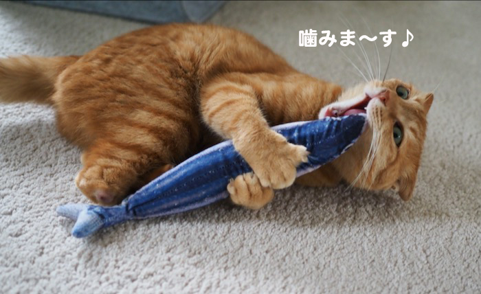 18日夕ブログ8